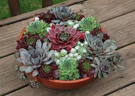 Cover photo for Succulent Container Garden Workshop