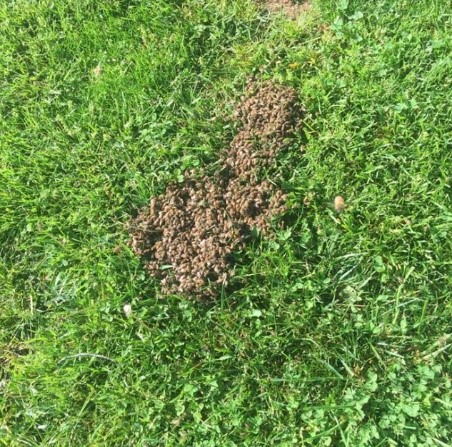 Honeybee swarm on the ground.