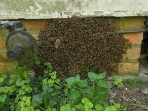 Honeybee swarm on the foundation of a home.
