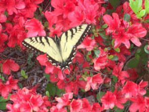Photo of butterfly on a red flower bush.