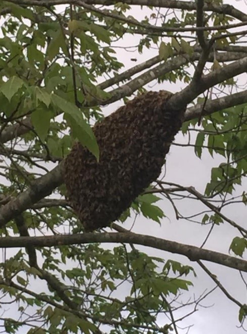 Honeybee swarm on a tree branch.
