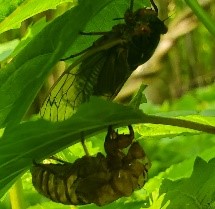 Cicada