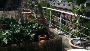 A rooftop garden with plants arranged next to a railing overlooking the street below.