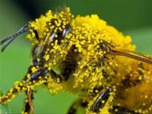 Photo of a honey bee with pollen particles attached to it