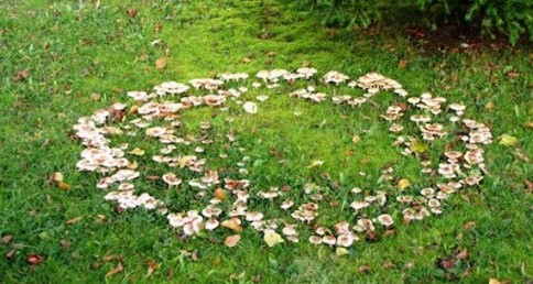 Photo of fairy rings mushrooms