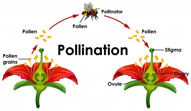 pollinator-week-june-22-28-2020-n-c-cooperative-extension