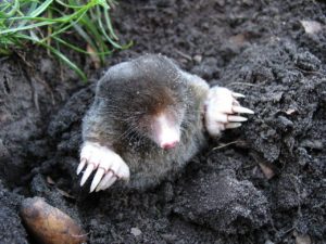Photo of mole coming out of the ground