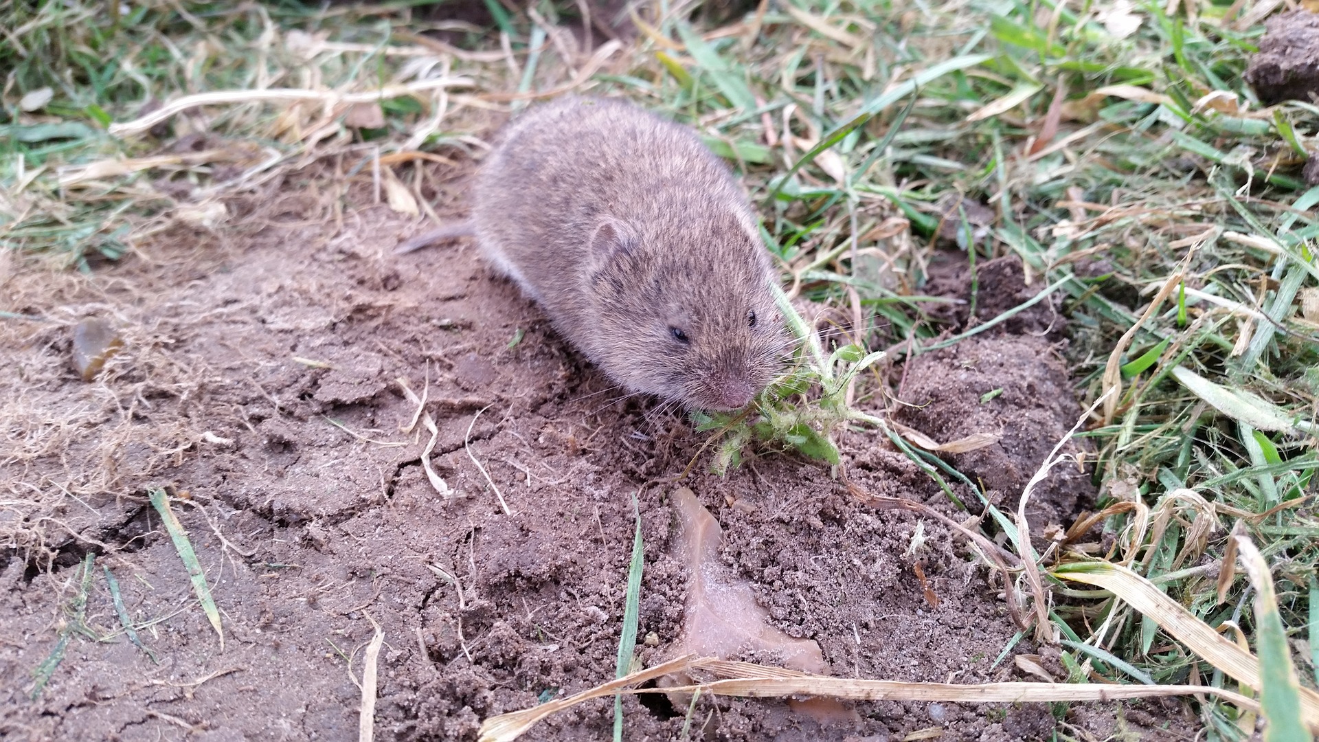 Photo of a vole.