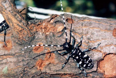 Photo of an Asian long-horned beetle