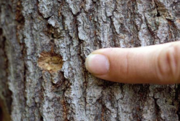Photo of oval/round pits in tree bark caused by female Asian long-horned beetles.