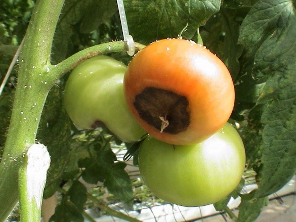 Photo of blossom-end rot on a tomato.