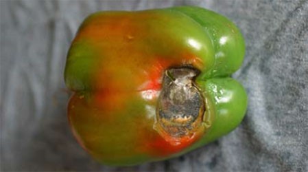 Photo of blossom-end rot on a bell pepper.