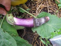 Photo of blossom-end rot on an eggplant.