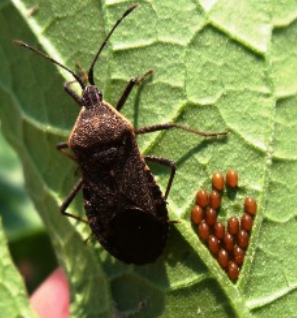 Photo of a squash bug and it's cluster of eggs on a plant leaf.