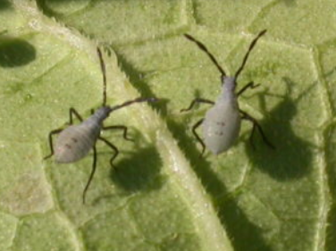 Photo of young squash bugs called nymphs with gray bodies and black legs.