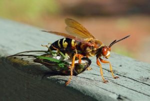 Photo of a cicada killer.