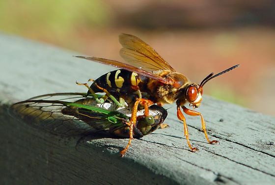 predators of cicadas