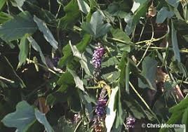 Photo of kudzu flowers - lavender pea-like flowers that are visible late August into September.