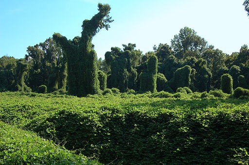 Photo of a field and trees covered in kudzu vines.