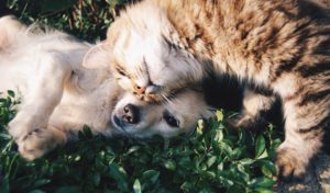 Photo of a dog and cat laying on grass together.