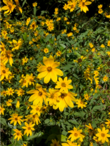 Photo of a tickseed sunflower.