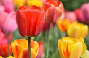 Photo of tulips (red, yellow)