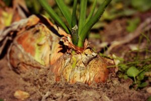 Photo of an onion growing in the garden