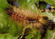 Photo of the gypsy moth caterpillar/larvae on a leaf.
