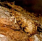 Photo of an adult male gypsy moth.