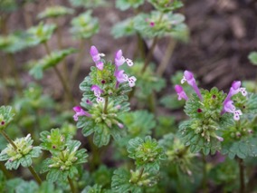 Photo of henbit. Plant with purple flowers surrounded by green leaves.