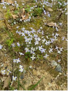 Photo of Tiny Bluet plant. Small four petal light blue flowers.