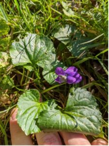 Photo of Wild Violet flower. Violet/purple flower with large heart-shaped green leaves.