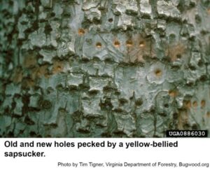 Photo of old and new holes pecked by a yellow-bellied sapsucker.