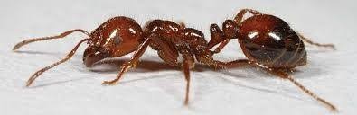 The fire ant is a 6 legged, red insect with antenna in the front, a round head with extended jaws, a small thorax, and and a bulb shaped abdomen.