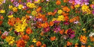 Cover photo for Extension Master Gardener Certification Training