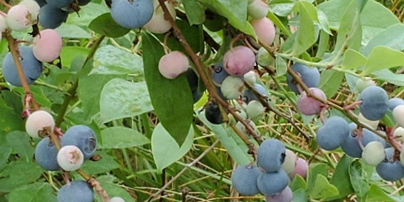 unharvested blueberry fruit 