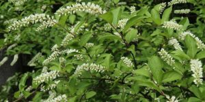 Cover photo for Landscaping with Native Plants, Part 1