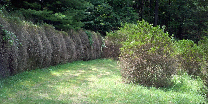 A row of boxwood with boxwood blight.