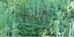 Cover photo for Cover Crops for the Home Garden Lunch & Learn