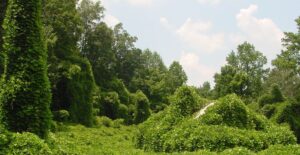 Cover photo for September Lunch & Learn: Beware of Invasive Plants