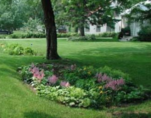 Cover photo for Rain Garden Lunch and Learn