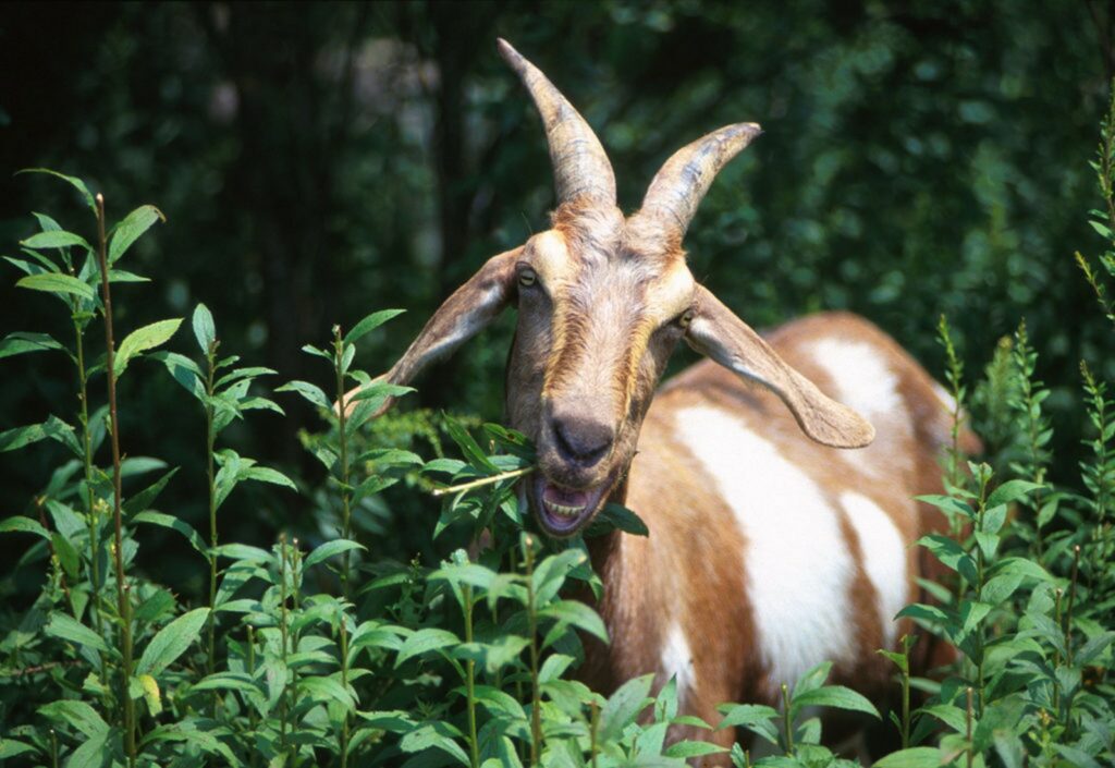 Goat eating plants.