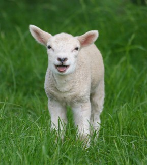 Baby Sheep in grass.