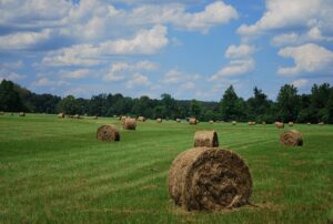 Round haybales in a field