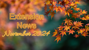 November 2024 Newsletter