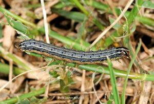 Fall Armyworm Larvae