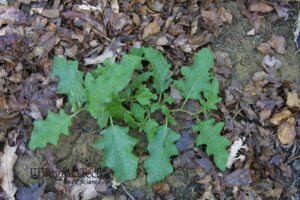 Horsenettle, young plant