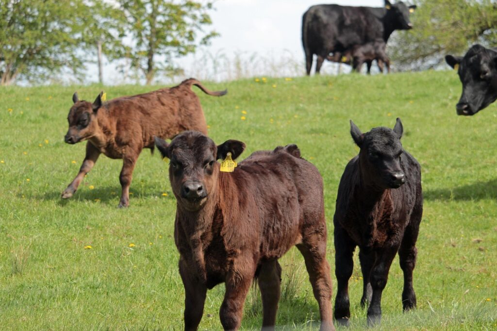 Calves