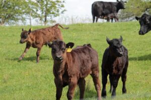 Calves