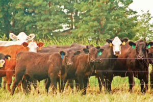 fenceline weaning